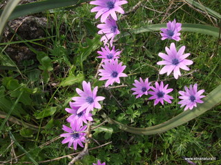 Riconco_di_Liricio - 24-03-2013 11-49-02.JPG